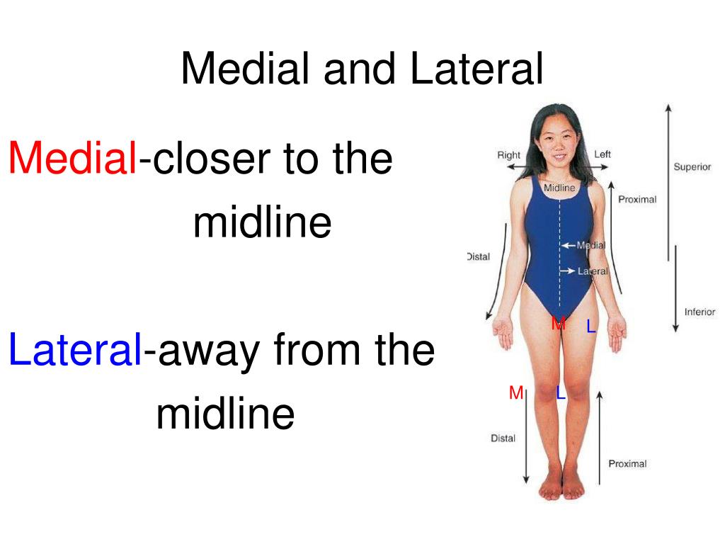 define lateral excursion anatomy