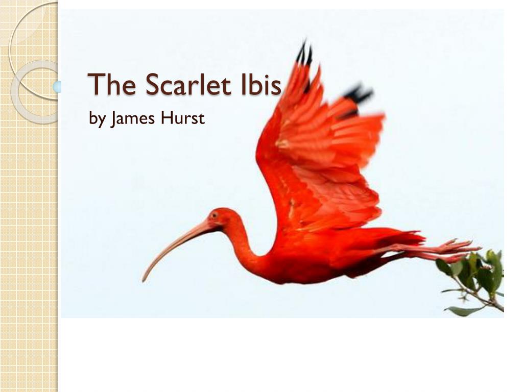 scarlet ibis essay