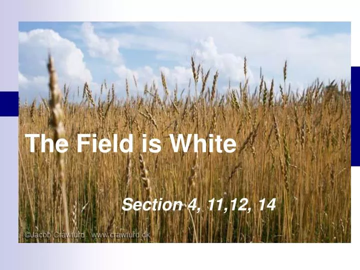 PPT The Field is White PowerPoint Presentation, free download ID