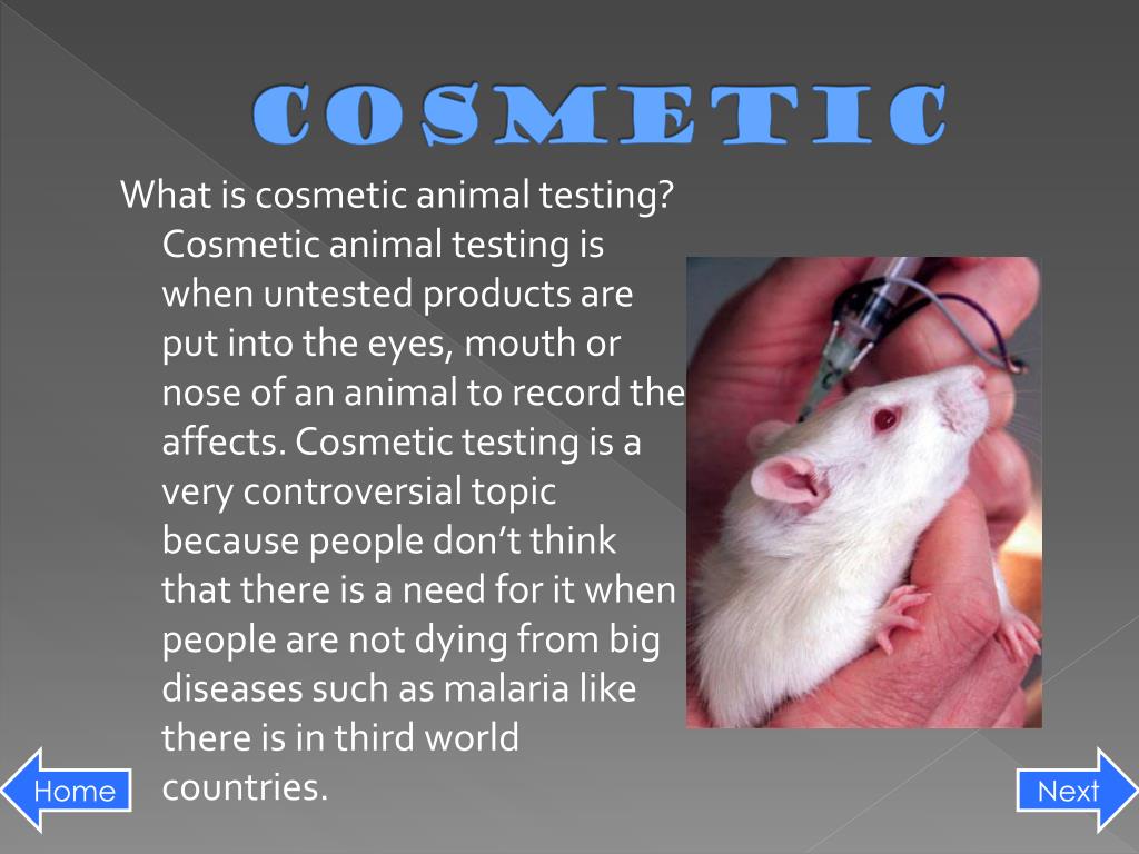 cosmetic animal testing essay