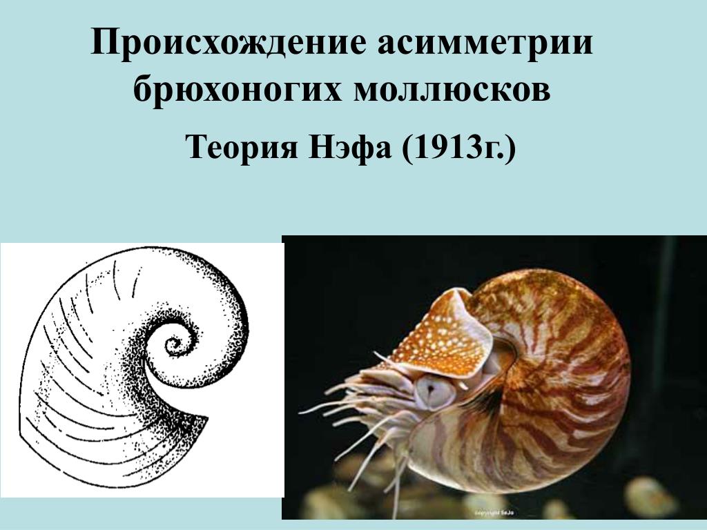 Лучевая симметрия моллюсков. Асимметричные моллюски. Происхождение брюхоногих моллюсков. Брюхоногие асимметричные. Моллюски брюхоногие асимметричная.