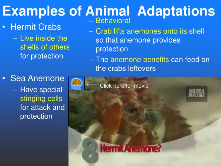 PPT The Marine Biome PowerPoint Presentation ID5546786