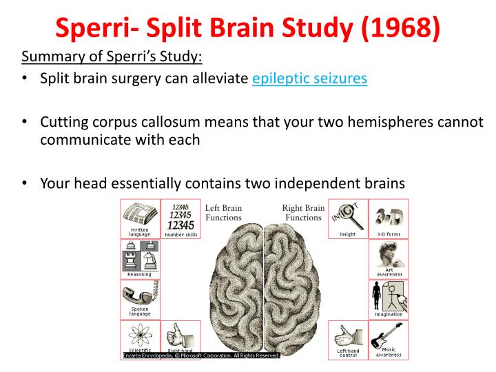 an analysis of the split brain Three split brain subjects with normal peripheral hearing were tested on rossi gf, rosadini g: experimental analysis of cerebral dominance in man , in. an analysis of the split brain Three split brain subjects with normal peripheral hearing were tested on rossi gf, rosadini g: experimental analysis of cerebral dominance in man , in.