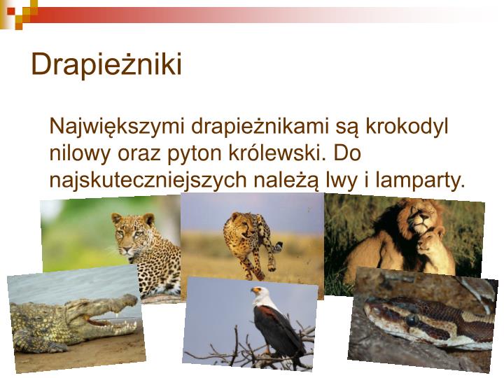 Cechy Charakterystyczne Sawanny PPT - Afryka – sawanna PowerPoint Presentation - ID:5548261