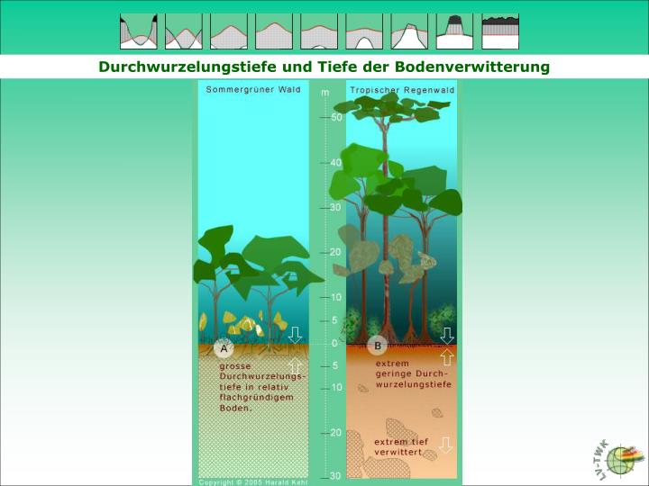 Rötlicher Boden In Den Tropen PPT - Immerfeuchte Tropen PowerPoint Presentation - ID:5548985
