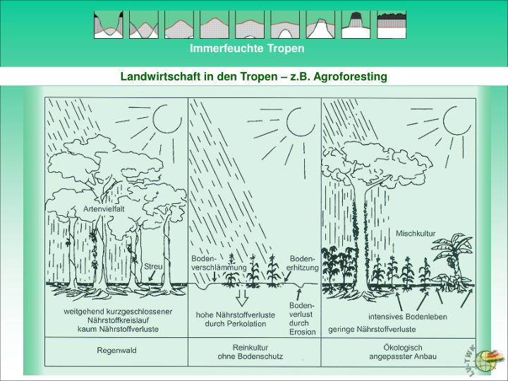 Rötlicher Boden In Den Tropen PPT - Immerfeuchte Tropen PowerPoint Presentation - ID:5548985