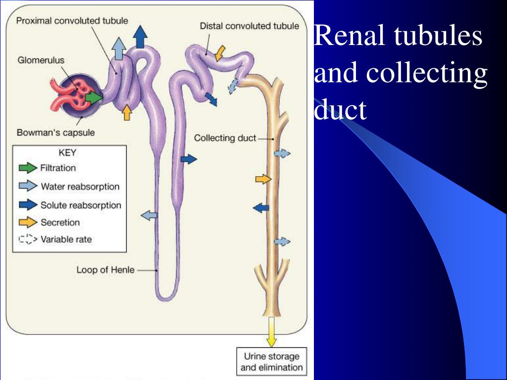 3-structure-function-of-the-kidney-part-ii-flashcards-quizlet