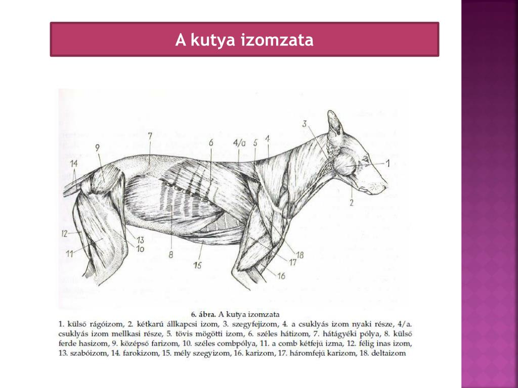 PPT - Kutya anatómia PowerPoint Presentation, free download - ID:5552747