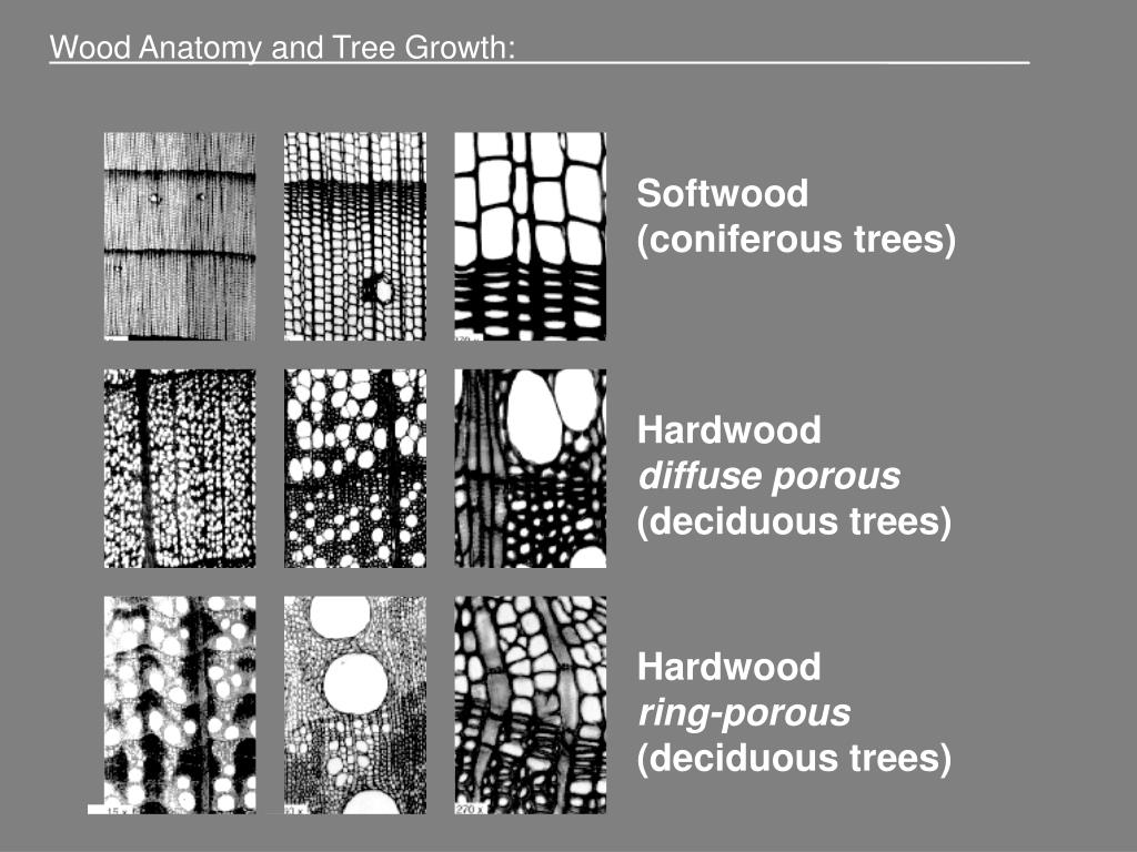 Want to Tell One Wood from Another? Learn Basic Wood Anatomy | Physics  Forums