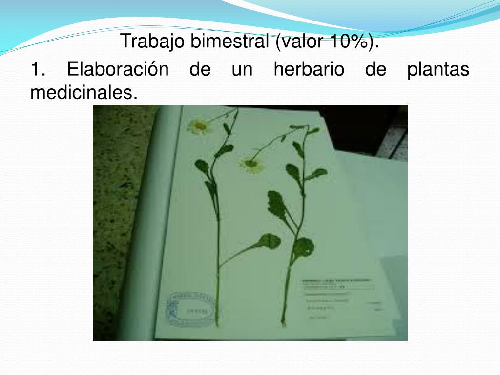 Ppt Trabajo Bimestral Valor 10 1 Elaboracion De Un Herbario