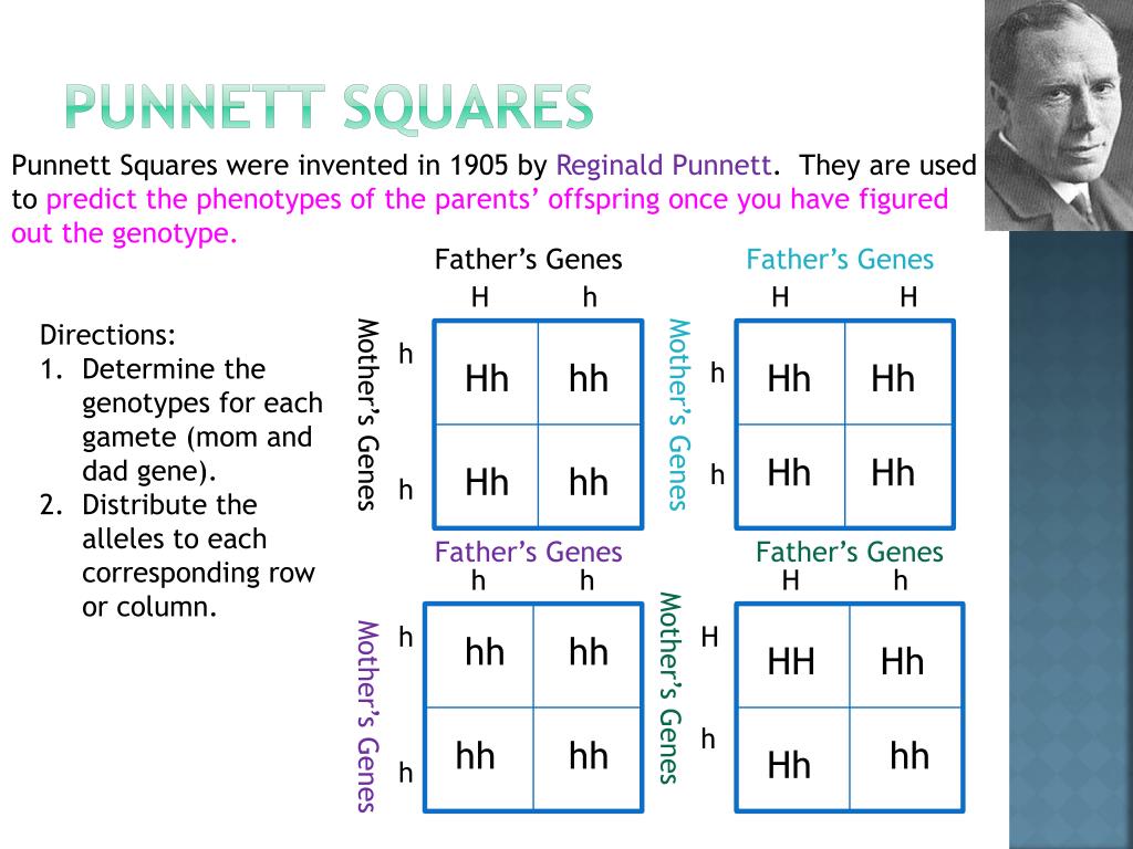 maple syrup urine disease punnett square maple syrup urine disease punnett square