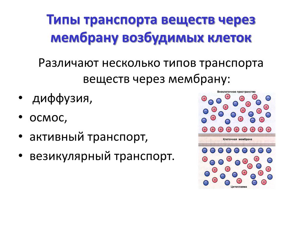 Транспорт веществ это в биологии