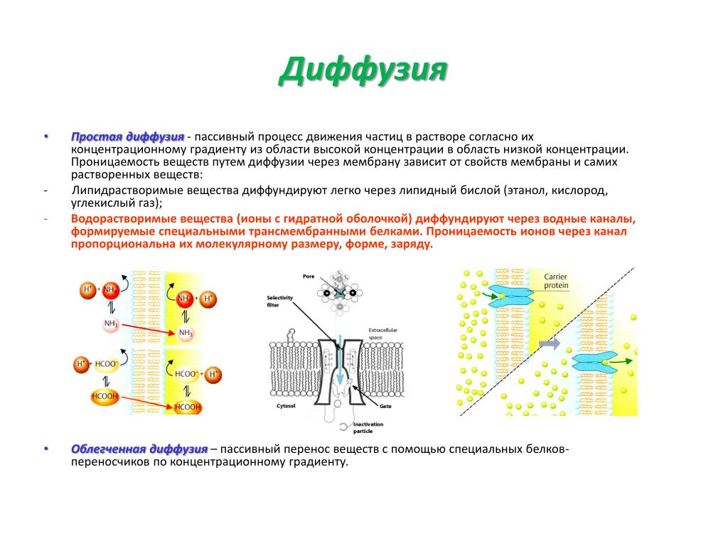 Диффузный путь. Механизмы переноса веществ через мембраны: простая диффузия. Простая пассивная облегченная диффузия. Простая диффузия по градиенту концентрации. Схема процесса диффузии Электрохимия.