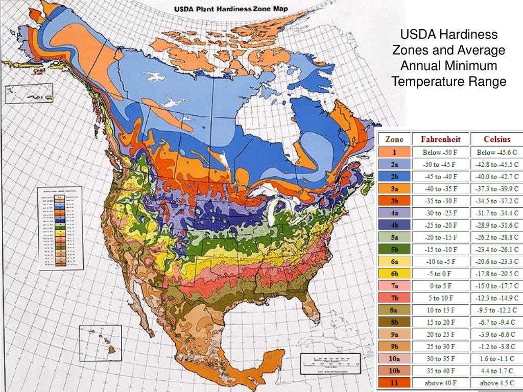 PPT - USDA Hardiness Zones and Average Annual Minimum Temperature Range 
