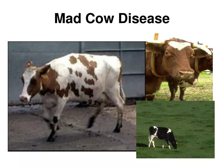PPT Mad Cow Disease PowerPoint Presentation, free download ID5555761