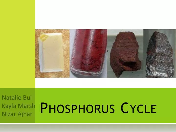 Phosphorus Cycle PowerPoint Presentation, free download Biology Diagrams