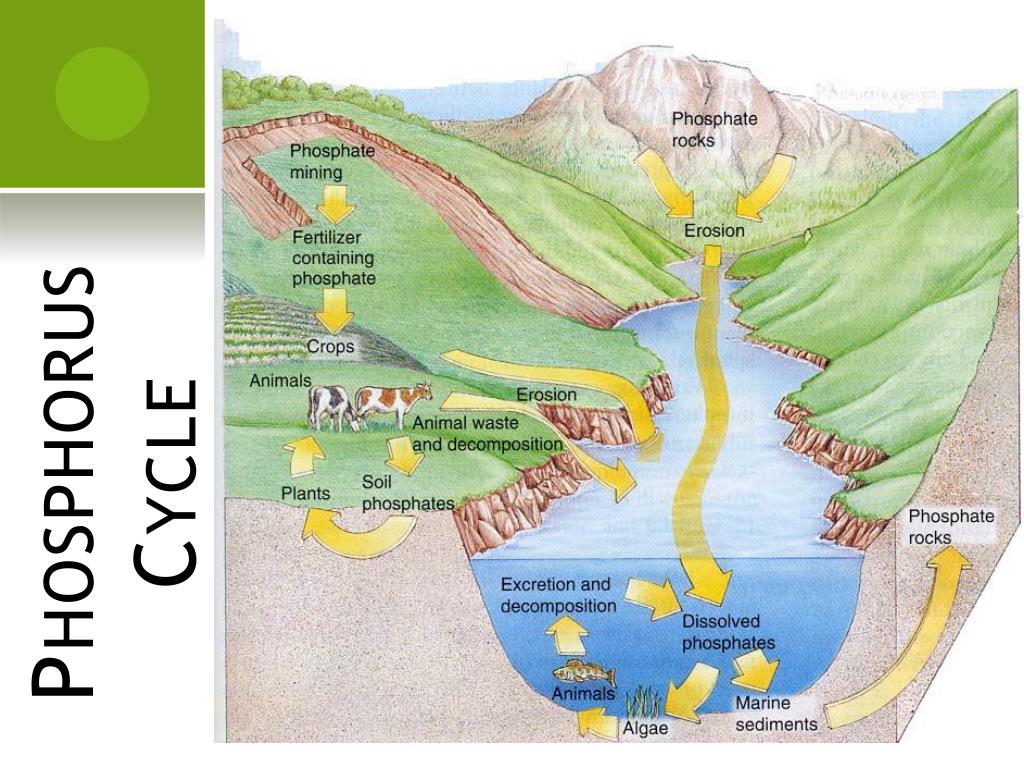 Phosphorus Cycle PowerPoint Presentation, free download Biology Diagrams