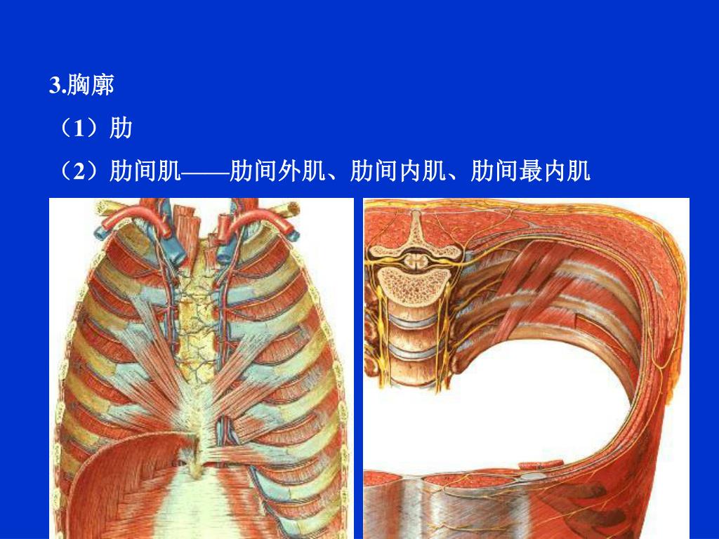 图276 胸主动脉（主动脉胸部）及其分支-人体解剖组织学-医学