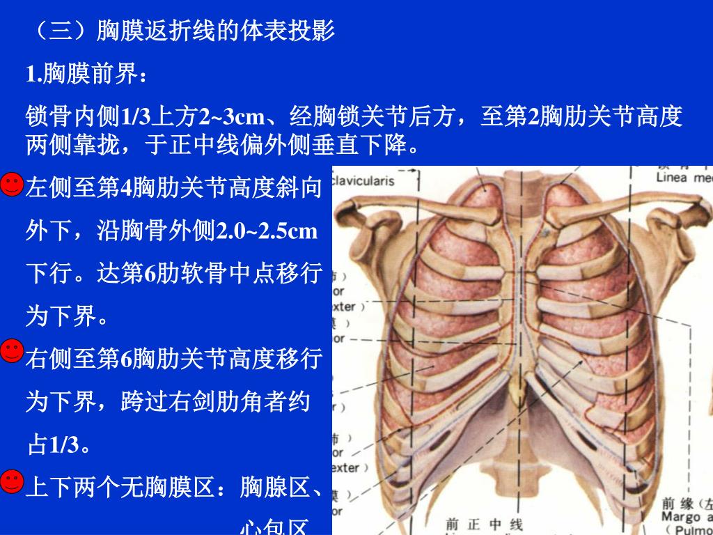 PPT - 第十一单元 胸壁、胸膜和肺的解剖 大纲要求 概述 表面解剖 详细内容 操作过程 实习要点 自我测试 PowerPoint ...