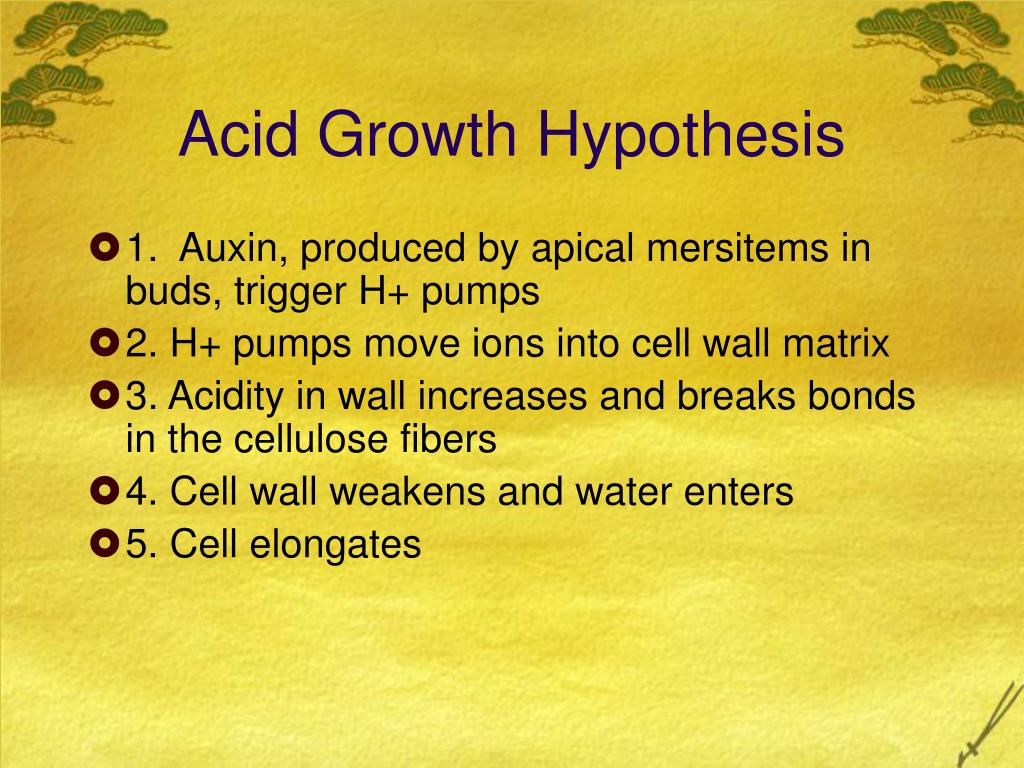 acid growth hypothesis steps