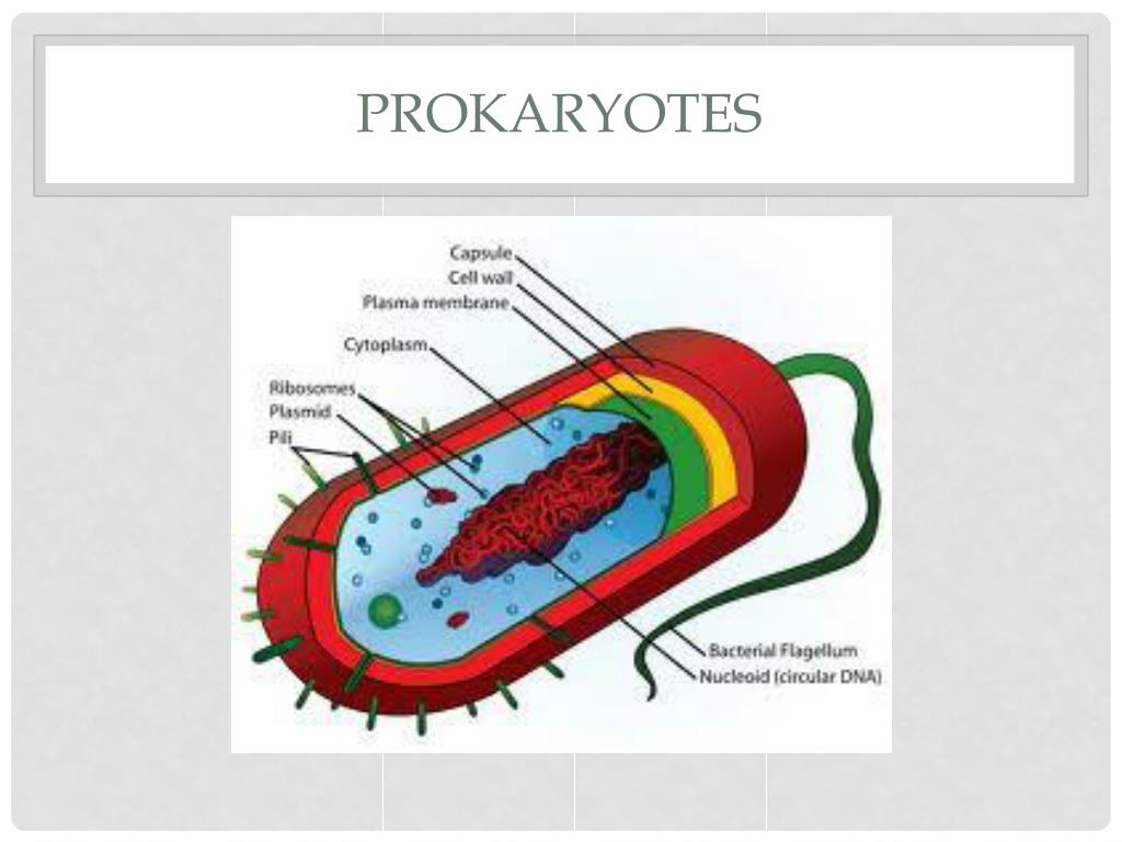 Прокариотическая клетка структура. Цитоплазма прокариотическая клетка