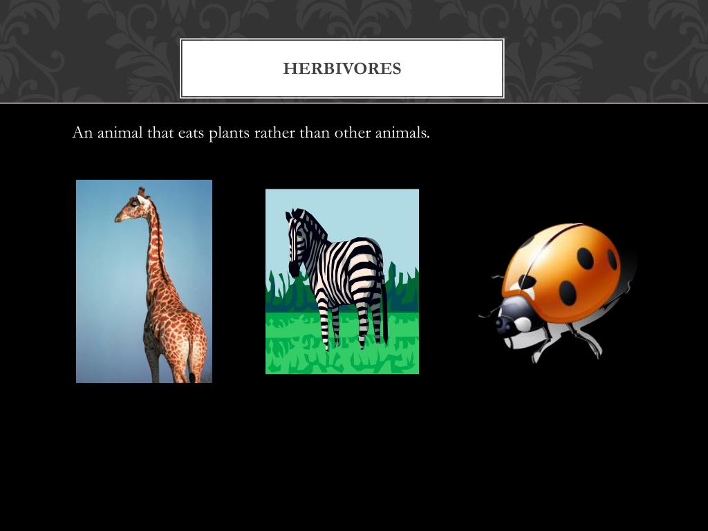 Food Chain PowerPoint Presentation, free download Biology Diagrams