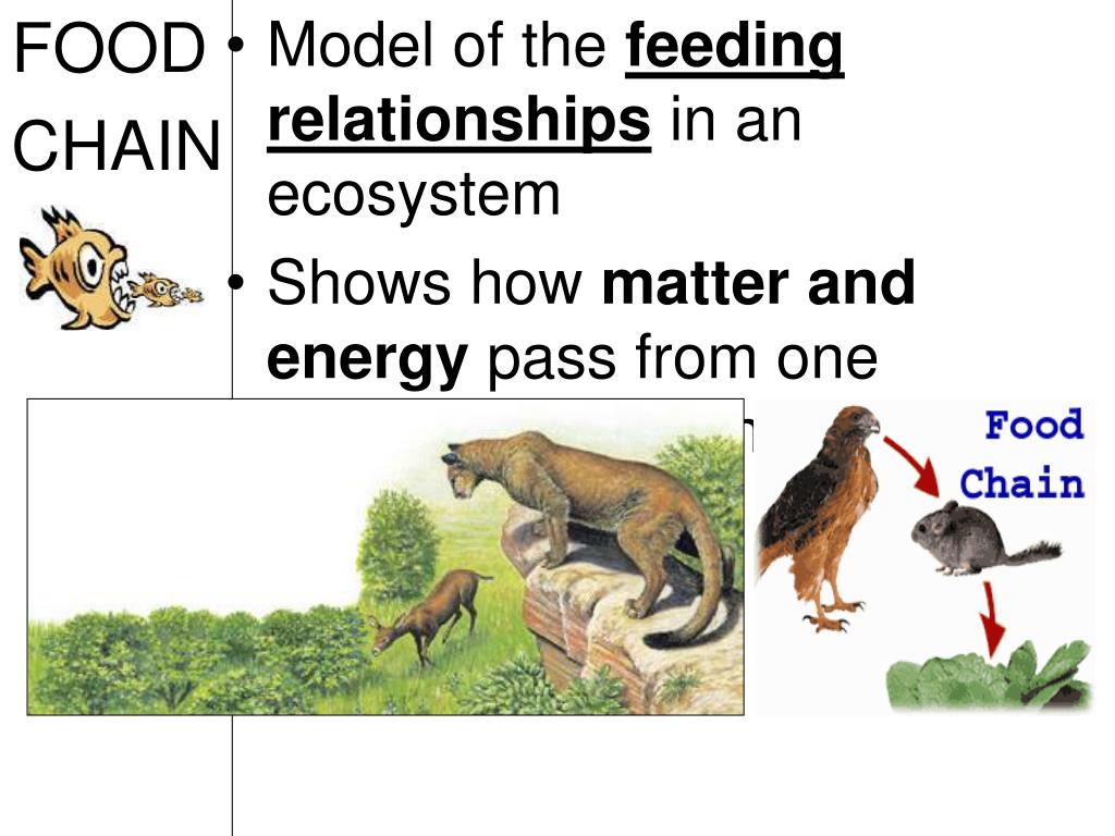 PPT - TOPIC : Ecology AIM : What are Food Chains & Food Webs