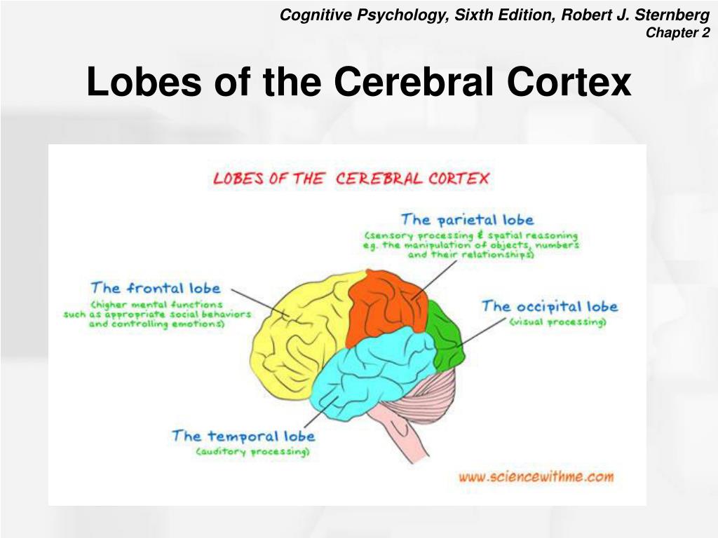 PPT - Chapter 2: Cognitive Neuroscience PowerPoint ...
