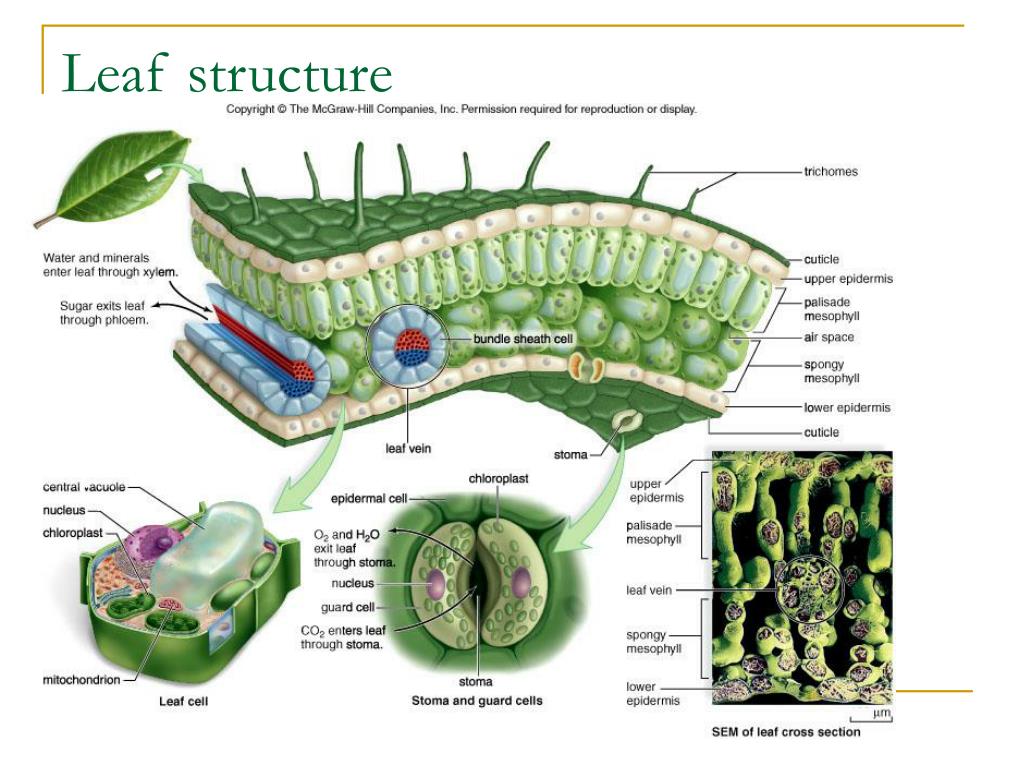 What Is The Major Function Of A Leaf