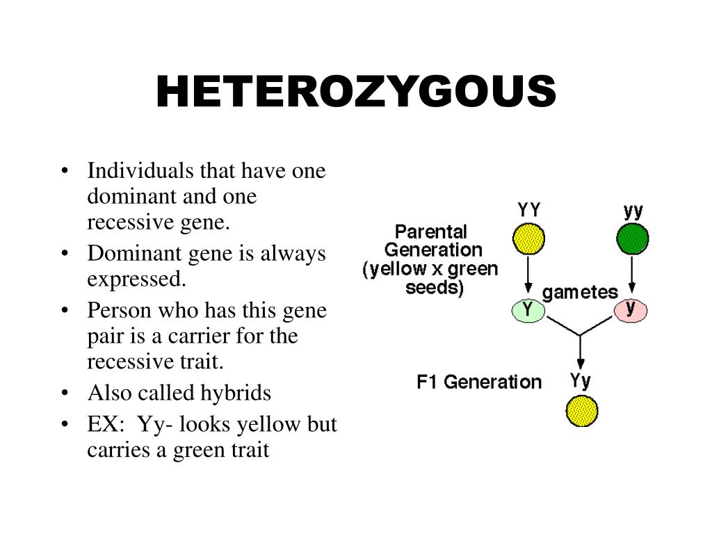 Dominant Gene. Dominant and recessive Genes of Alnimals. Genotype: which 2 alleles are present – homozygous • homozygous dominant • homozygous recessive – heterozygous. Heterozygous animal Twins. Ген доминанта