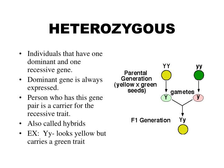 PPT - ORIGIN OF GENETICS PowerPoint Presentation - ID:5568526