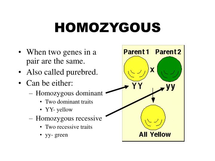 Homozygous Genotype คือ อะไร