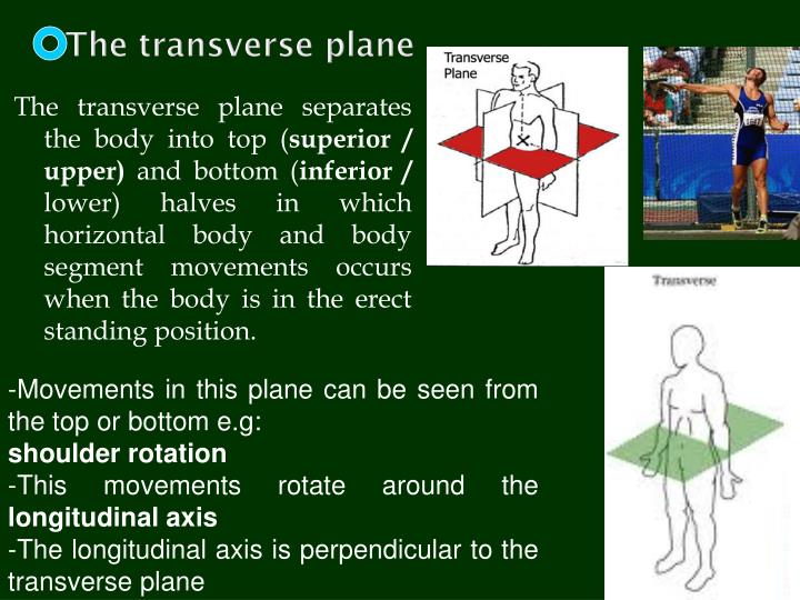 Axes and planes (fundamental positions and movements) PowerPoint ... Biology Diagrams