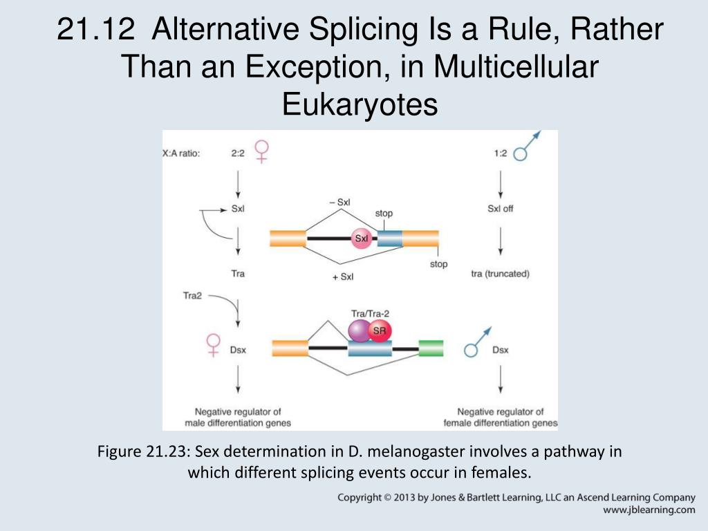 Ppt Chapter 21 Rna Splicing And Processing Powerpoint Presentation