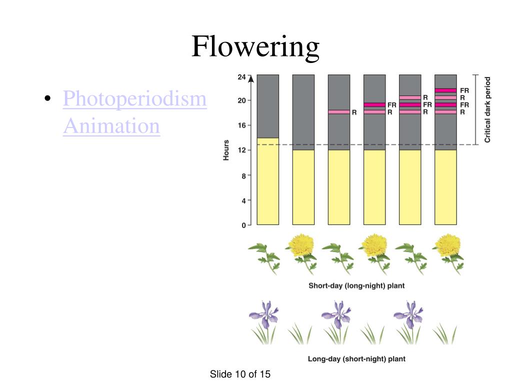 PPT - Photoperiodism, Gravitropism, and Thigmotropism PowerPoint  Presentation - ID:5574206