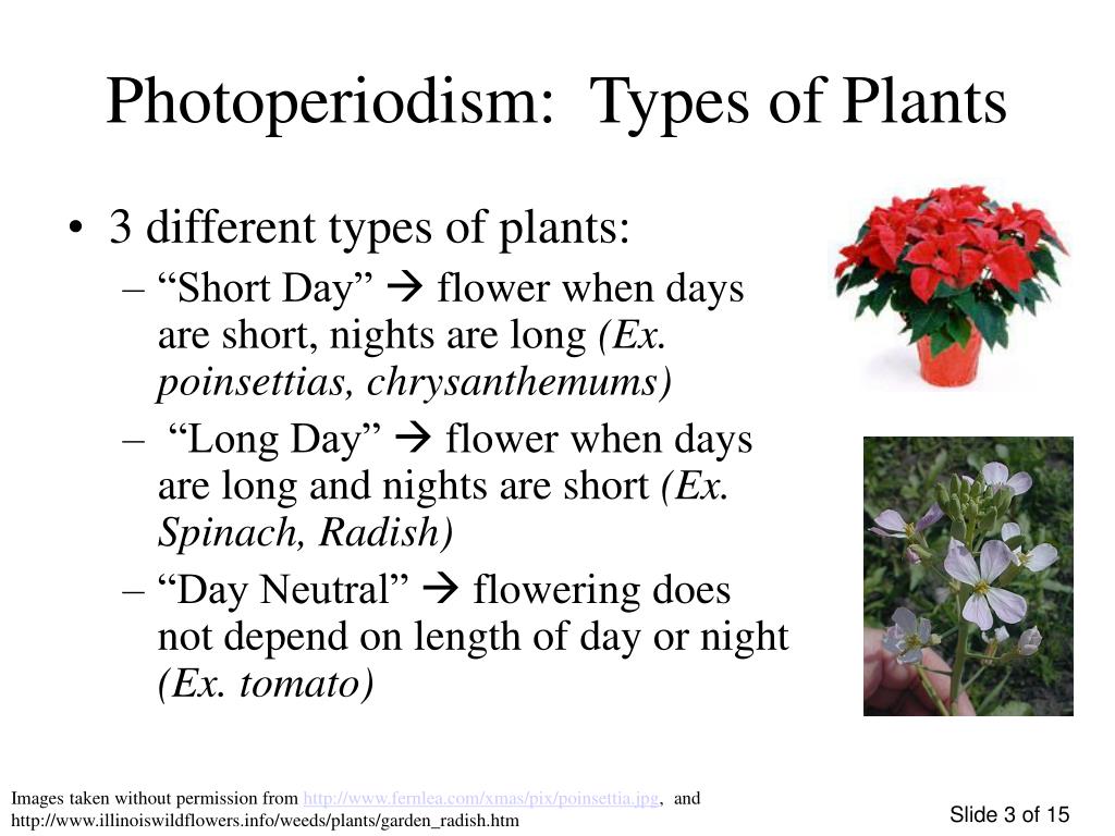 PPT - Photoperiodism, Gravitropism, and Thigmotropism PowerPoint  Presentation - ID:5574206