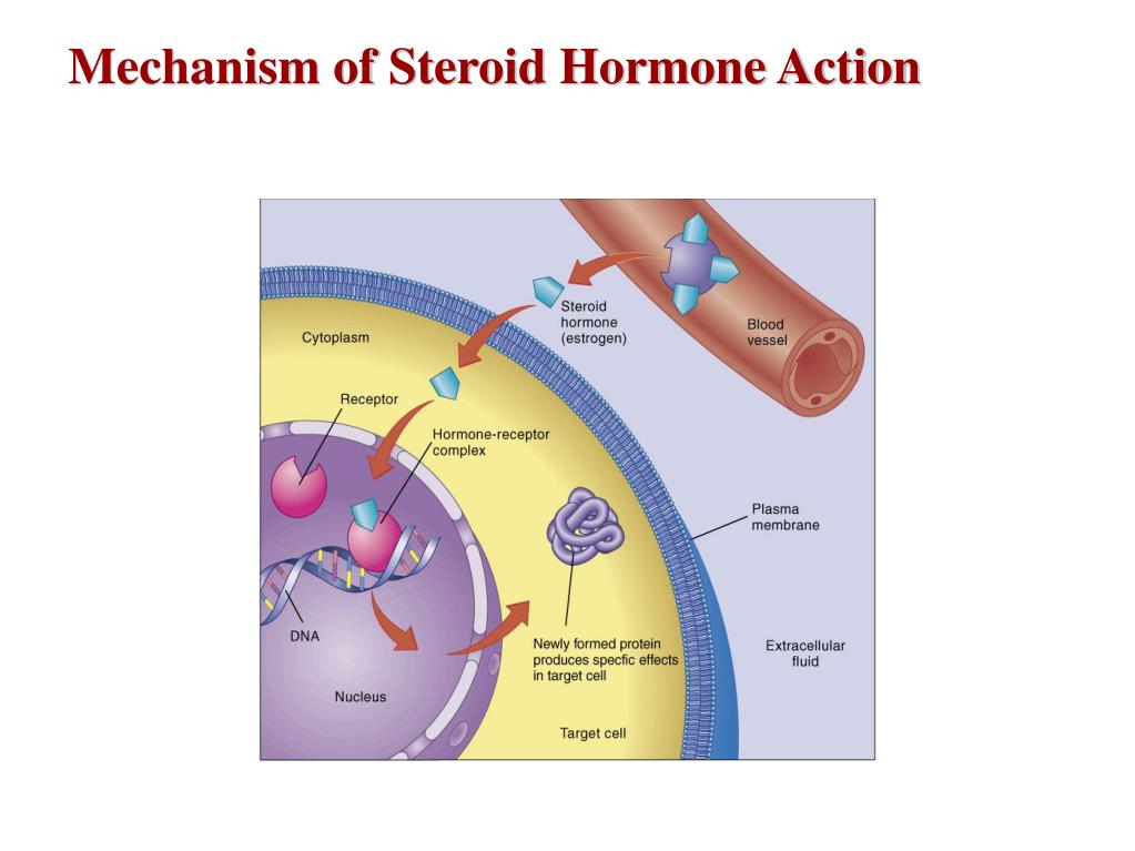 PPT - The Endocrine System PowerPoint Presentation, free download - ID