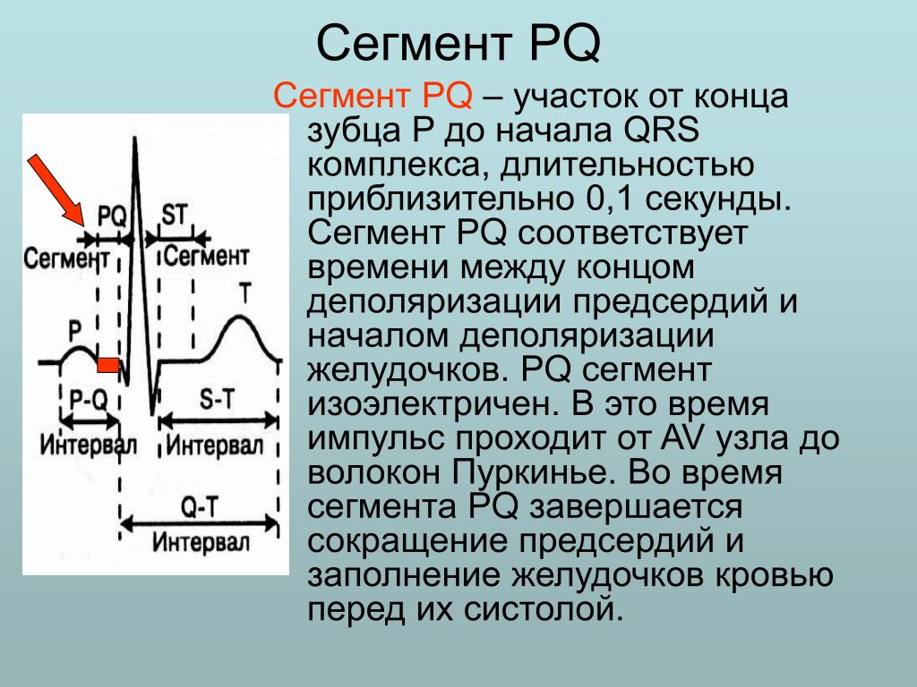 Систола желудочков длится дольше систолы предсердий