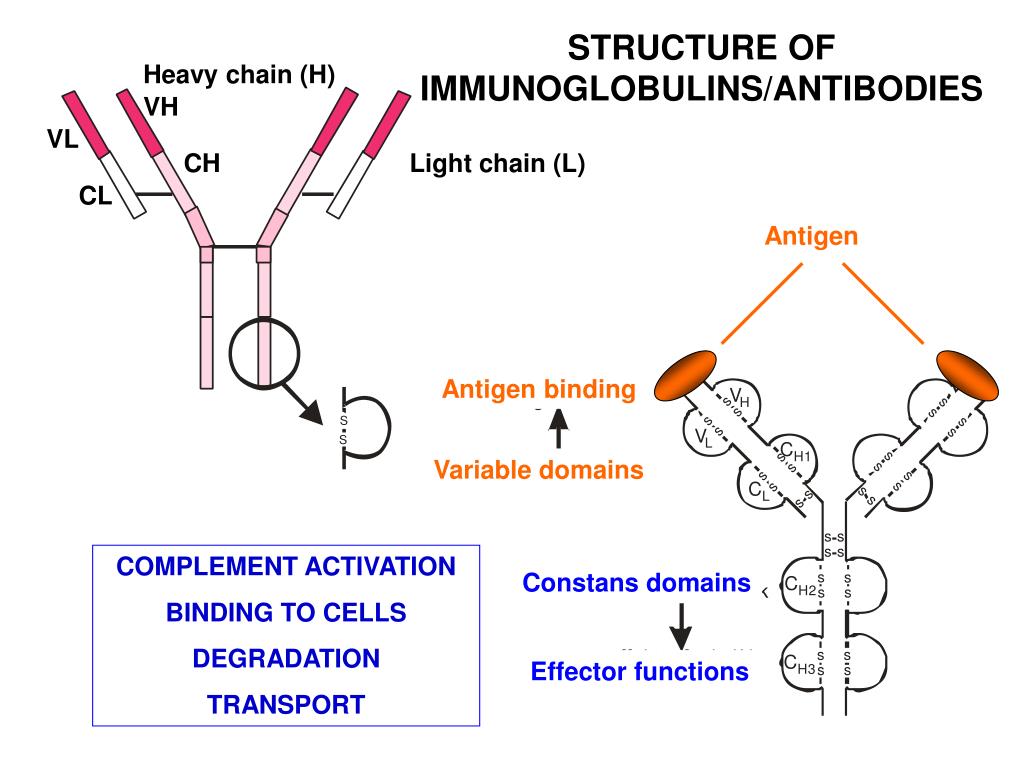 gene sequence definition antibodies