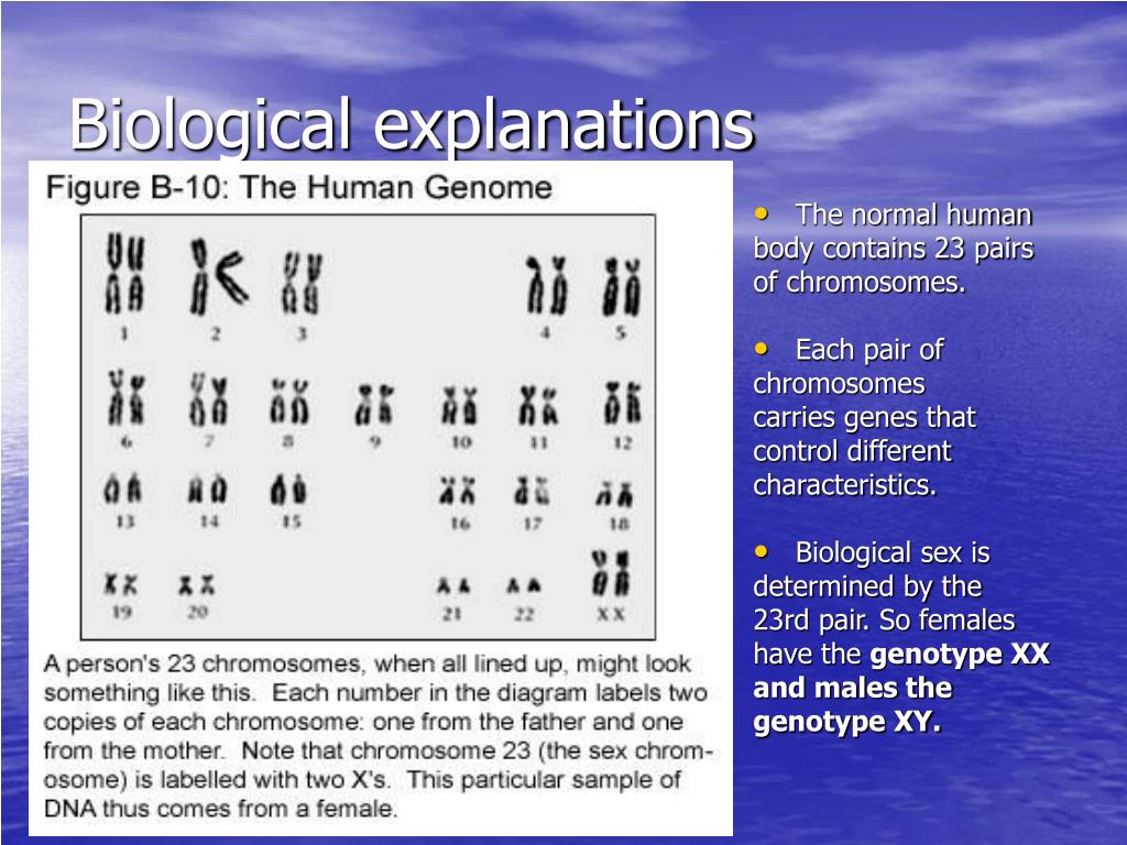 PPT - The Biological explanation of gender PowerPoint Presentation