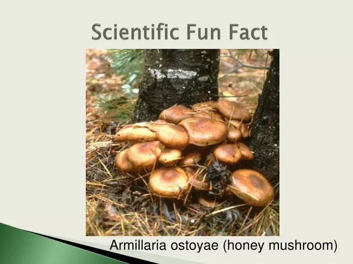PPT Scientific Fun Fact PowerPoint Presentation, free download ID
