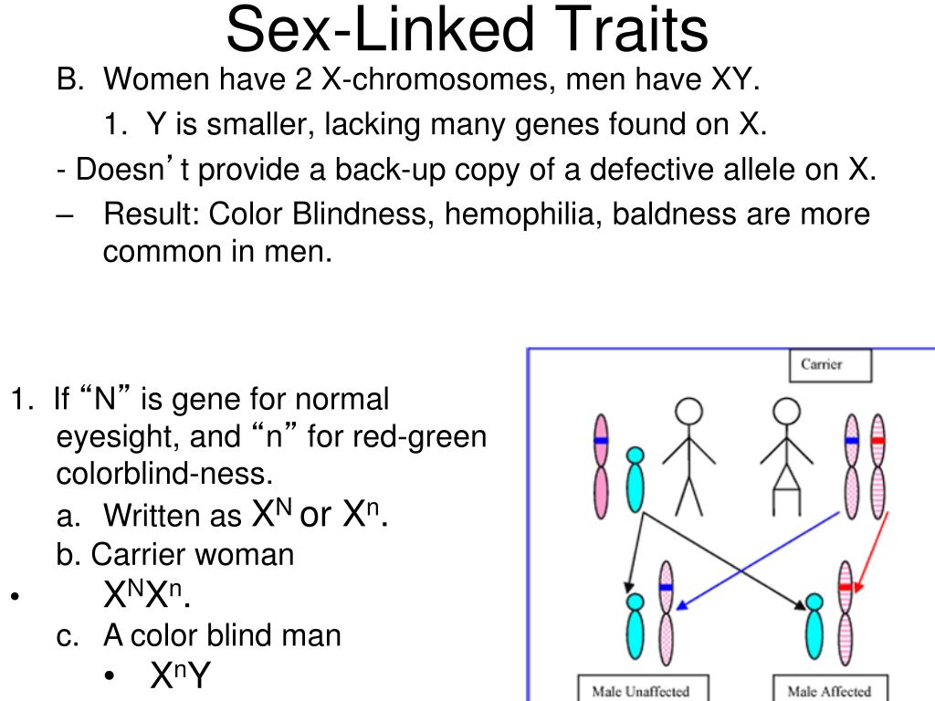 Sex-Linked Traits.