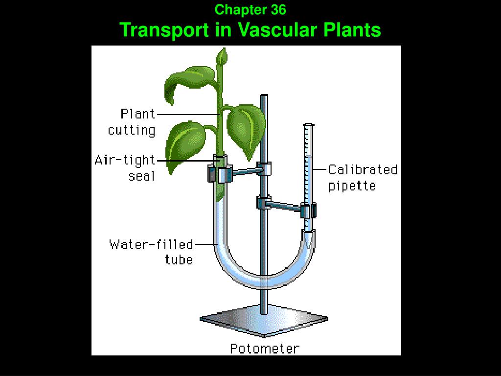 Feed plant. Cut Plant. Transpiration rate. ROBICLAB биология. Cuttings of Plants.