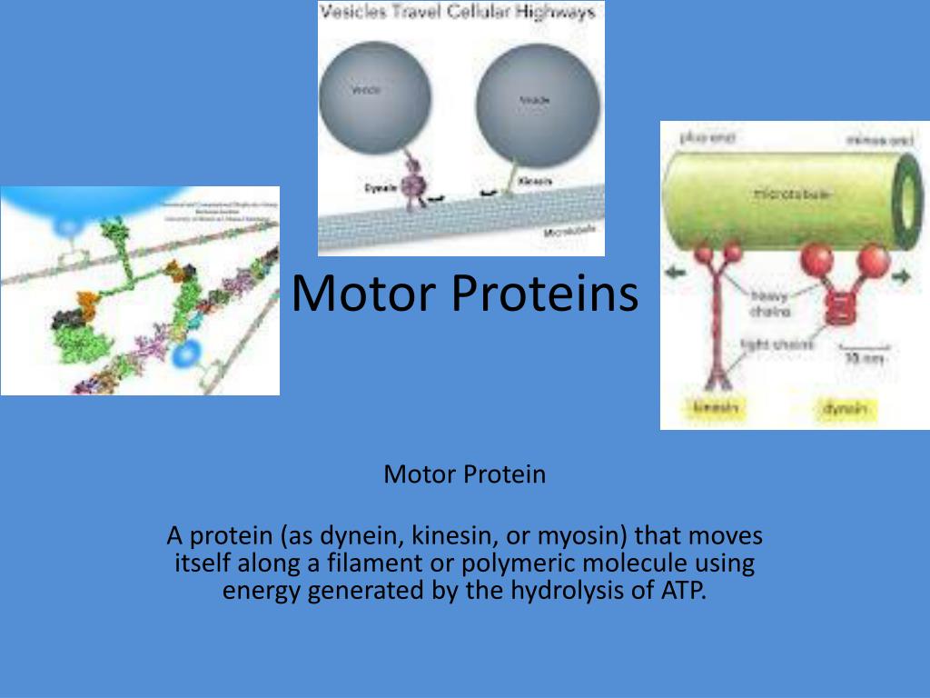 PPT - Motor Proteins PowerPoint Presentation, free download - ID:5582559