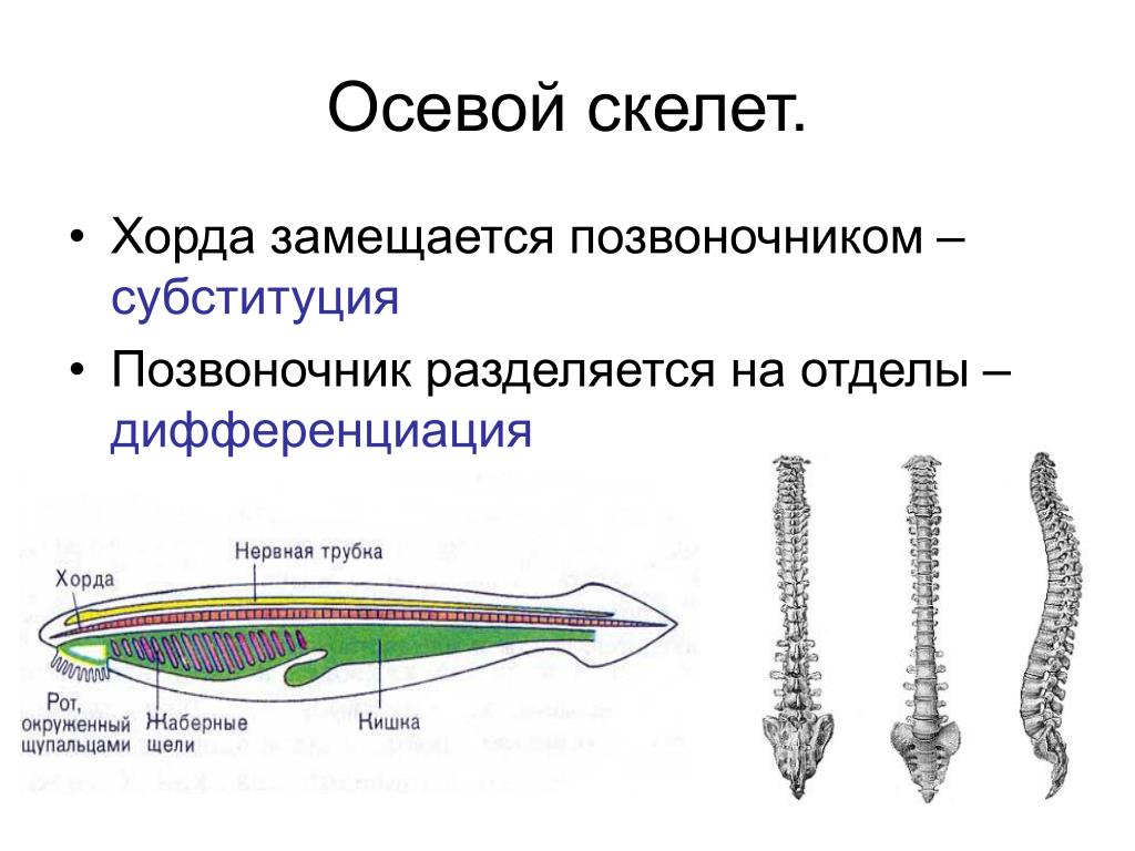 Наличие хорды у человека. Осевой скелет хордовых. Внутренний осевой скелет хордовых. Осевой скелет ланцетника представлен. Осевой скелет у хордовых хордовых.