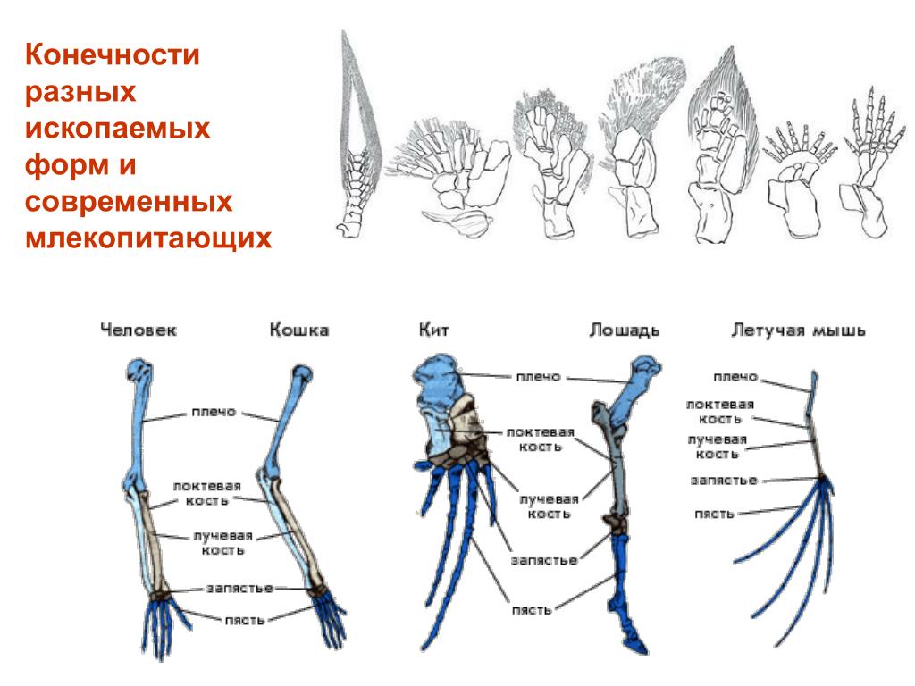 Отделы позвоночника хордовых. Строение скелета передних конечностей позвоночных. Строение передней конечности млекопитающих. Общий план строения конечностей хордовых животных. Эволюция скелета конечностей хордовых.