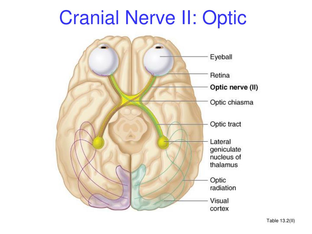 Nervous first. Черепные нервы зрительный нерв. Cranial nerve 2. Зрительный нерв (II пара). Зрительный нерв и мозг.