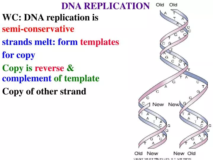 PPT DNA REPLICATION WC DNA replication is semiconservative strands