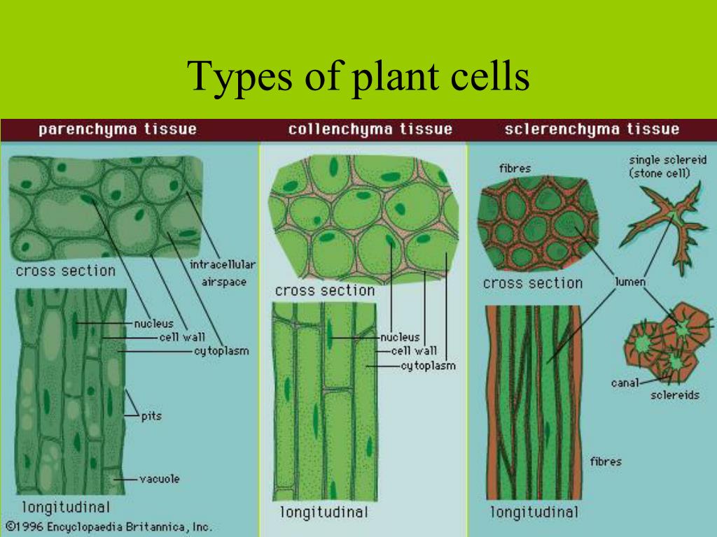 PPT Plants Classification & Structure and Function January 25, 2014