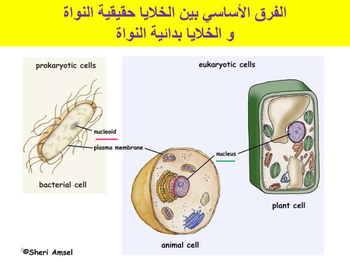 PPT - طبيعة وتركيب الخلايا الحية PowerPoint Presentation - ID:5585351